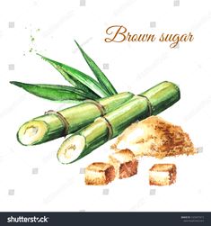 brown sugar and sliced cucumber on white background, watercolor painting stock photo