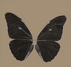 a black butterfly with white markings on it's wings is seen in this image