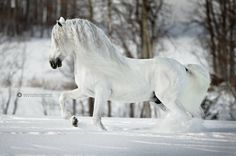 a white horse is running through the snow