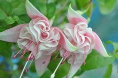 pink flowers with green leaves in the background