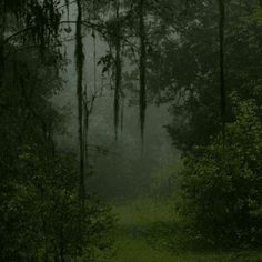 a dark forest filled with lots of trees and lush green grass covered in mossy growth