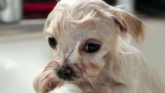 a small white dog holding something in it's mouth