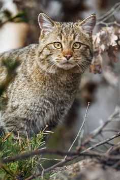 a close up of a cat on a tree branch looking at the camera with one eye open