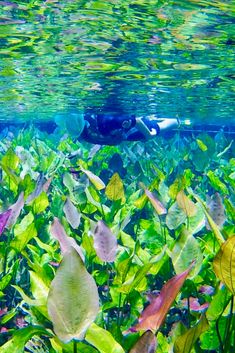 a person snorkling in the water surrounded by green plants and leaves, with an underwater view