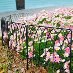 pink and white daisies growing through a fence