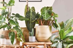 several potted plants sit on wicker chairs in front of a wall with framed pictures