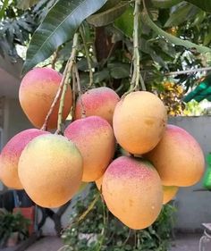 a bunch of mangoes hanging from a tree in a backyard area with green leaves