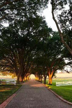 a path lined with trees leading to a white fence