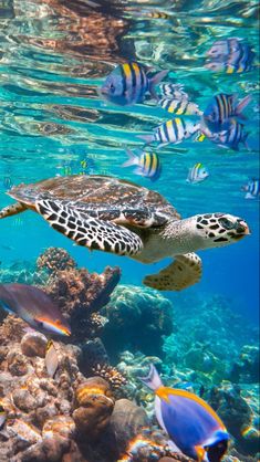 a sea turtle swimming in the ocean surrounded by fish and corals on a sunny day