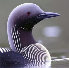 a close up of a bird in the water with ripples on it's body