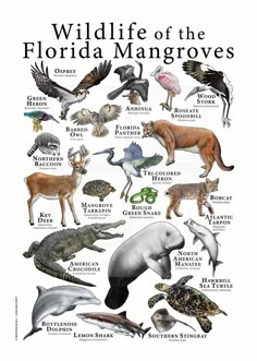 a poster with different types of animals and their names on it's back cover