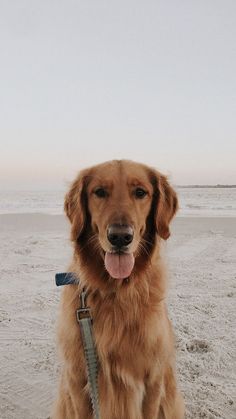 a large brown dog sitting on top of a sandy beach next to the ocean with his tongue hanging out