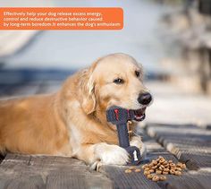 a dog laying on the ground with food in it's mouth