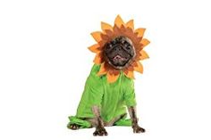 a small dog wearing a green and orange costume with a sunflower on it's head