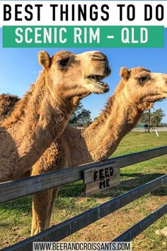 two camels standing next to each other behind a fence with the words best things to do in scenic rim - qld