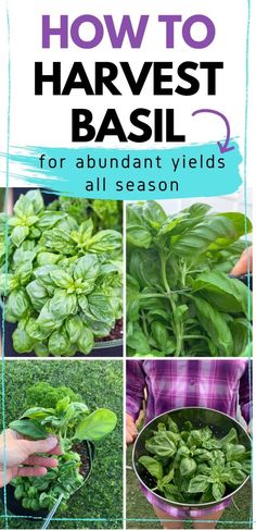 how to harvest the best basil for abundant yields and all season use it in many different ways