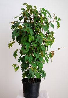 a potted plant sitting on top of a table next to a white wall and floor