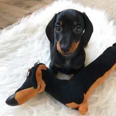 a black and brown dachshund laying on a white rug with a toy