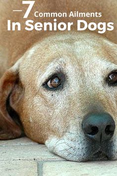 a brown dog laying on the ground with his head resting on its paws and eyes closed