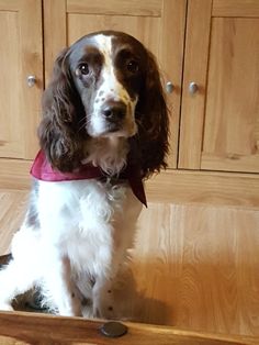 a brown and white dog sitting on top of a wooden floor next to a counter