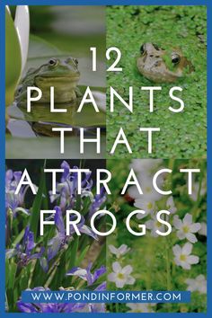 some plants and flowers with the words 12 plants that attract frog's in them