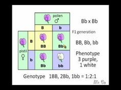 the four squares are labeled in purple and green