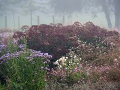 some purple and white flowers bushes and trees on a foggy day in the woods