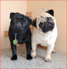 two pug dogs standing next to each other