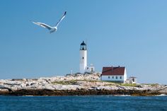 a bird flying over an island with a lighthouse in the background