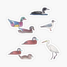 six ducks and two geese stickers on a white background, all in different colors