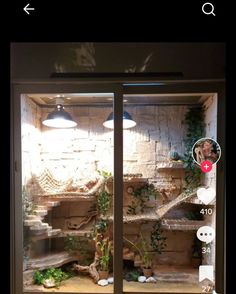 an image of a window with plants in the middle and other items on display behind it