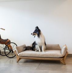 a dog sitting on top of a couch next to a rocking horse