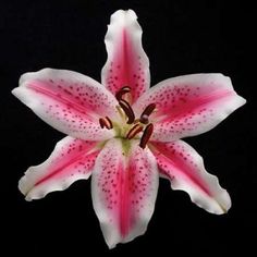 Pink Lily Poster Print by Jim Christensen Image 1 Lily Poster, Floral Reference, Background Flowers, Lily Painting, Stargazer Lily, Lily Flowers, Nothing But Flowers, Flower Therapy, Woodworking Jigs