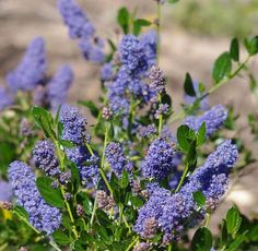 some blue flowers are growing in the grass