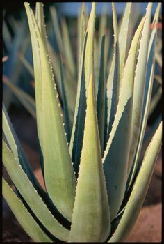 an aloei plant with long thin leaves