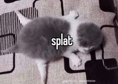 a cat laying on top of a rug with the caption splat