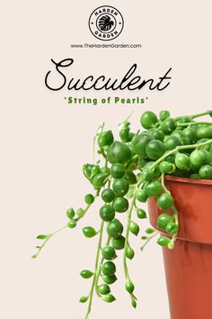 a potted plant with some green beans in it and the words succulent string of pearls