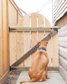 a brown dog sitting on top of a cement slab next to a wooden fence and gate