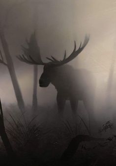 the moose is walking through the foggy forest