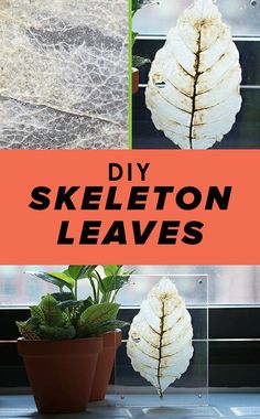 three different pictures with the words diy skeleton leaves