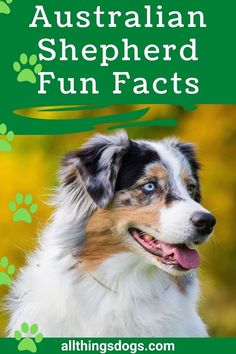 an australian shepherd dog with paw prints on it's face and the words australian shepherd fun fact