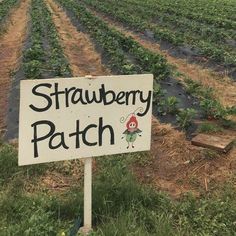 a sign that says strawberry patch in front of a field with rows of green plants