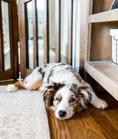 a dog laying on the floor next to a book shelf