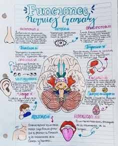 a diagram of the human brain on a piece of paper with words written in it