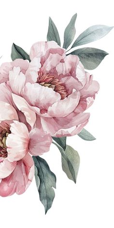 two pink peonies with green leaves and buds on a white background, watercolor painting