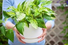 a woman holding a potted plant with green leaves in it's hands,