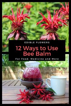 red flowers with the title 12 ways to use bee balm for food, medicine and more