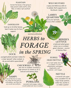 Herbs To Forage In The Spring Poster Spring Foraging, Cottagecore Living, Wild Food Foraging, Foraging Recipes, Medicinal Herbs Garden, Herbs Garden, Medical Herbs, Herbal Recipes