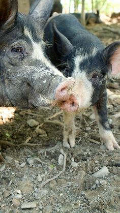 two small pigs standing next to each other on a dirt ground with trees in the background