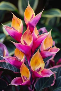 pink and yellow flowers with green leaves in the background